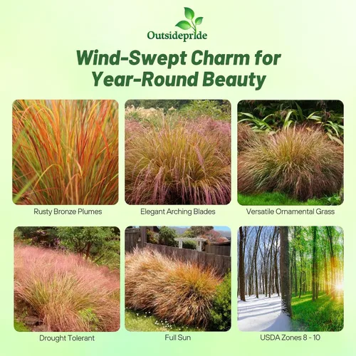 Vista 2 de Outsidepride - 250 semillas de la hierba ornamental perenne paja brava (Stipa arundinacea [Pheasant Tails]) para sembrar