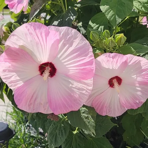 Vista 4 de Plantas de hibisco, planta viva de árbol de hibisco, un grupo de plantas de hibisco vivas, 6 a 8 pulgadas de alto, planta de flores perennes