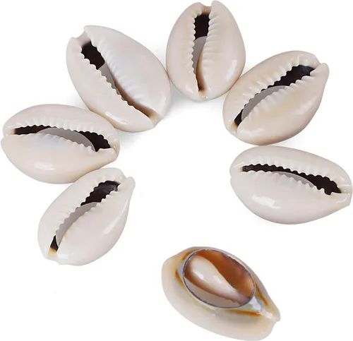 Vista 4 de 200 cuentas de concha de cauri natural fuerte gris de 0.55 a 0.63 pulgadas, conchas marinas ovaladas de corte liso, conchas marinas de playa