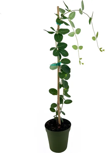 Vista 9 de Madreselva Coral Planta de 1 galón grande Lonicera sempervirens Plantas de vid con flores para cenadores Planta trepadora nativa para cercas