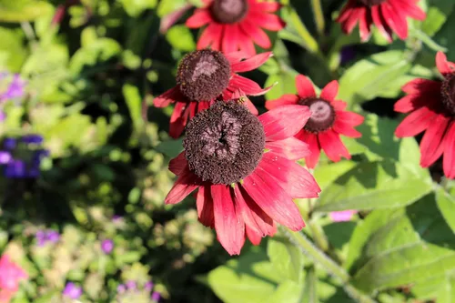 Vista 9 de 20 semillas de flores de Susan de ojos rojos y negros de cereza RUDBECKIA Hirta