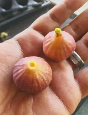 Vista 3 de Ficus carica - Higuera enana 'Little Ruby' - Higuera compacta y resistente - Fruta dulce ámbar malva - Centro rosa fresa - Ideal para contenedores