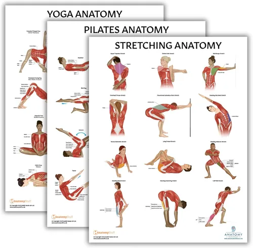 Vista 12 de Anatomy Lab Póster muscular, esquelético, yoga, estiramiento y pilates, anatomía y fisiología – Paquete de 5 LAMINADO 17.3 x 22.5 pulgadas, tabla