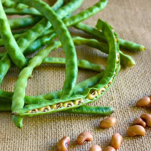 Vista 2 de UtopiaSeeds Black Eyed Pea Seeds - Aproximadamente 50 semillas