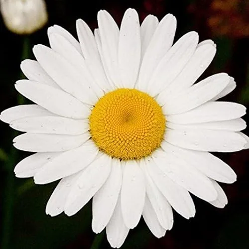 Vista 2 de Semillas de margarita de ojo de buey a granel sin OMG Chrysanthemum leucanthemum (1/4 Lb) 214,750 semillas