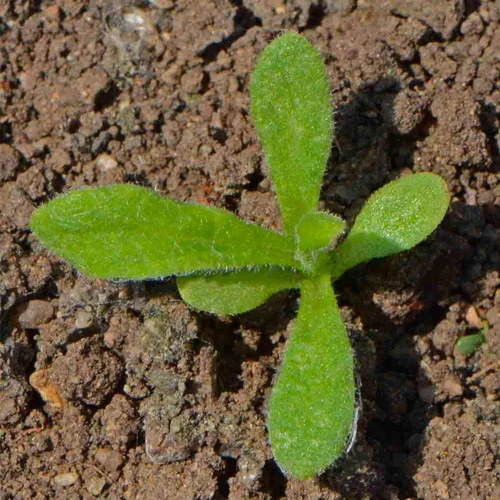 Vista 6 de Seed Needs - Semillas de fresa para plantar flores cortadas anuales mixtas, 1 paquete