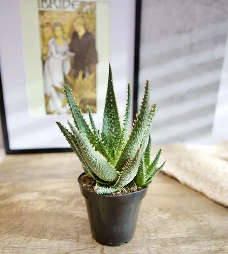 Vista 2 de Plantas suculentas de aloe vivo (paquete de 3), plantas suculentas viven en tierra para macetas, plantas suculentas en maceta, plantas vivas