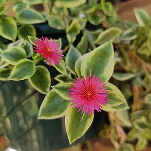 Vista 3 de Plantas suculentas vivas Aptenia Cordifolia Variegata (maceta de 4")