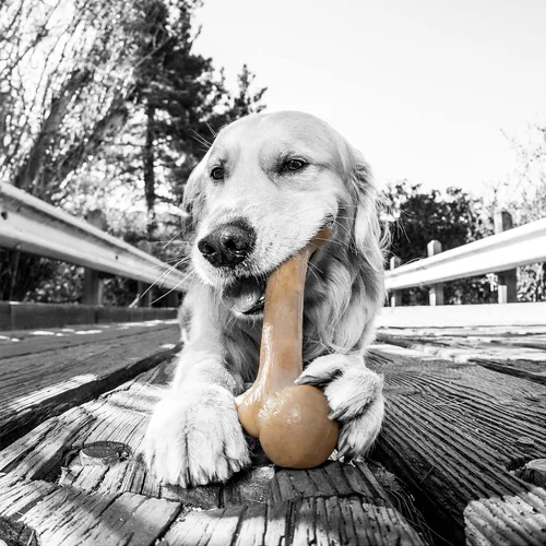 Vista 2 de Pet Qwerks Dinosaur BarkBone - Hueso de perro de nailon para masticadores agresivos, sabor tocino, 8.5 pulgadas