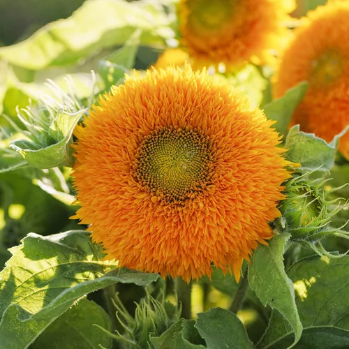 Vista 26 de Eden Brothers Semillas de girasol - Autumn Beauty