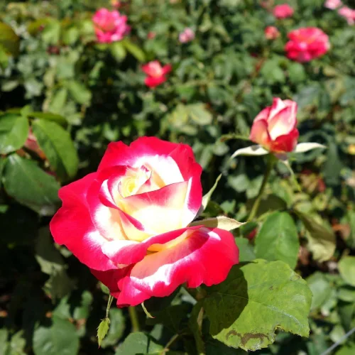 Vista 3 de Rose Bush - Planta viva de rosas trepadoras, arbusto vivo a raíz desnuda con tierra de 7 a 10 pulgadas de alto, rosas fragantes arbustos de rosas