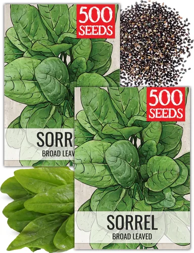 Vista 9 de Seed Needs, Semillas de acedera de hoja grande, 500 semillas tradicionales para plantar Rumex acetosa, hierba medicinal o culinaria sin OMG y sin