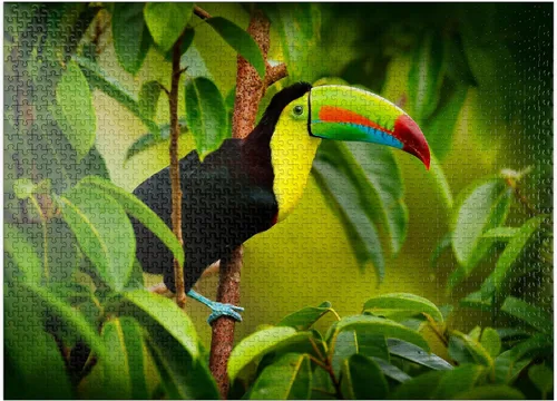 Vista 8 de MyPuzzle Costa Rica Wildlife - Tucán sentado en la rama en el bosque - Rompecabezas premium de 100 piezas para adultos