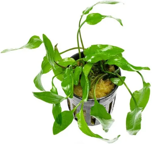 Vista 4 de SubstrateSource Cryptocoryne Plantas de acuario vivas, planta de agua dulce para acuarios, tanques de peces plantados, aptas para principiantes