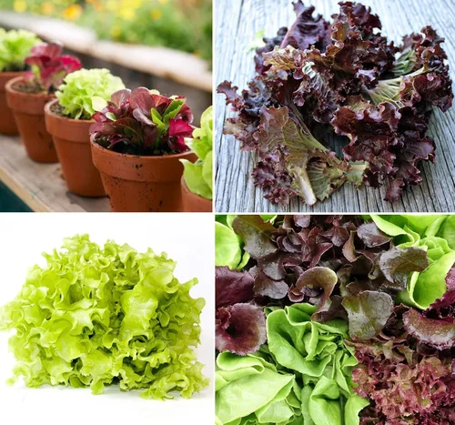 Vista 6 de Mezcla de lechuga de interior 25 días para ensalada Vegetales sin OMG para plantar 1000 semillas