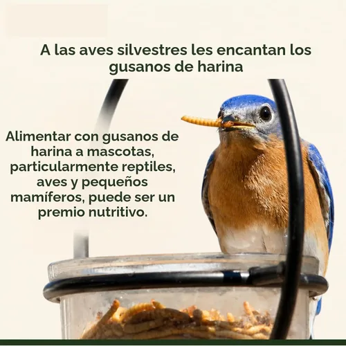 Vista 6 de Adaman - Gusanos secos de harina de 5 libras, alimento para gallinas Gusanos de comida ricos en proteínas para pollos, patos, reptiles y lagartos