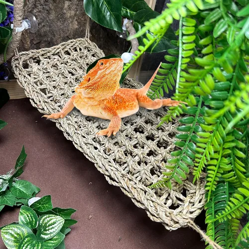 Vista 4 de Hamaca de dragón barbudo, plataforma para tomar el sol, reptil, plantas artificiales, hojas y vides, decoración de hábitat de lagarto, accesorios