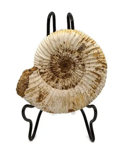Vista 2 de Fósil de amonita con soporte. Amonita auténtica de Madagascar.
