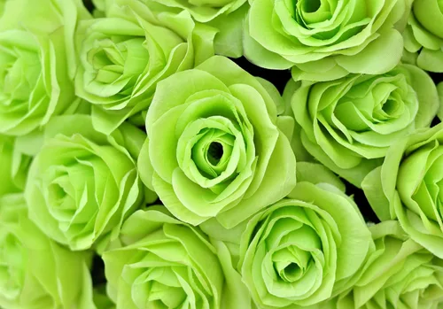 Vista 7 de 5 VERDE ROSA Arbusto Rosa Arbusto Perenne Semillas Flor Peine S/H