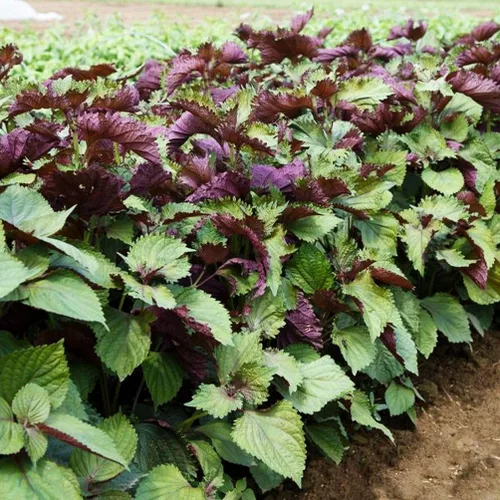Vista 4 de 200 semillas Shiso para plantar perilla roja, semillas de hierbas tradicionales sin OMG para plantar un jardín culinario interior/exterior