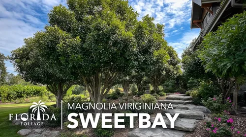 Vista 4 de Sweetbay Magnolia Virginiana 3 plantas vivas Flores blancas fragantes, árbol de paisaje versátil, tolerante a la sombra, plantación