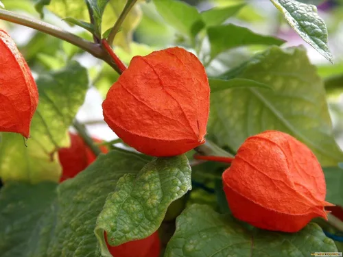 Vista 2 de Semillas Linterna China Señora Madonna Physalis Cabo Grosella Espinosa Naranja No GMO Heirloom