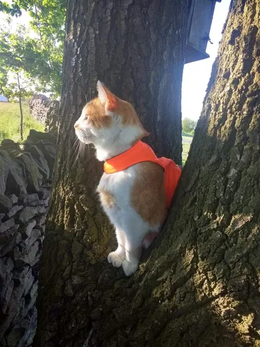 Vista 3 de Mynwood Cat Jacket /Arnés High Viz Naranja Gato Adulto para Gatos a Prueba de Escape