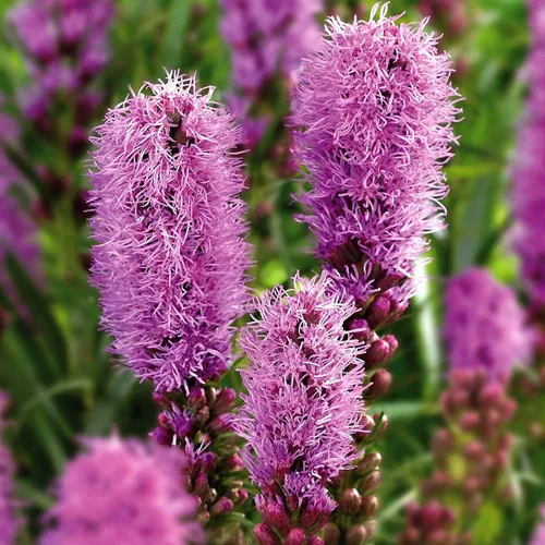 Vista 2 de Blazing Star Flower Gayfeather Liatris Spicata 50+ semillas para plantar