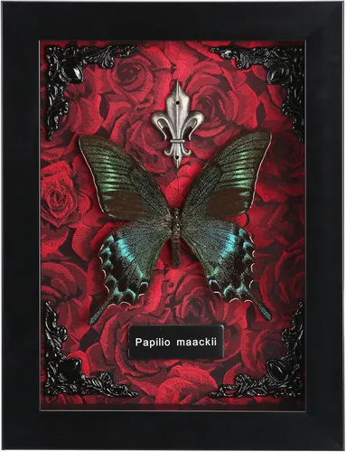 Vista 11 de Taxidermia de mariposas enmarcadas - Caja de sombra con mariposas, mariposas reales enmarcadas en una caja para estética de decoración del hogar