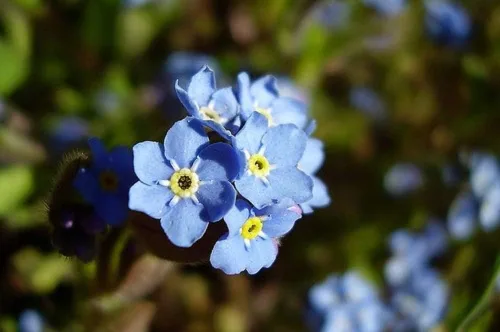 Vista 3 de Semillas de flores Forget-Me-Not, marca COOL BEANS N SPROUTS de 50 unidades. Jardinería doméstica.