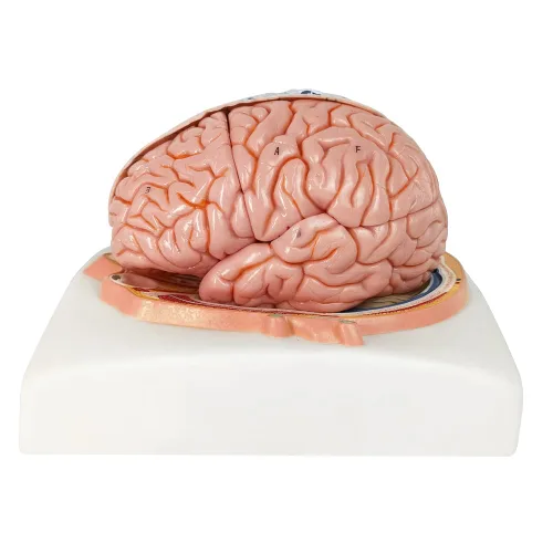 Vista 4 de EVOTECH SCIENTIFIC Modelo de cerebro humano con arterias, 7 piezas tamaño real, modelo de anatomía de cerebro en una base, muestra plano horizontal