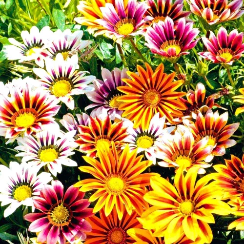 Vista 3 de Showy Gazania Flower Mix Perenne 100+ semillas para plantar flores del tesoro sin OMG Margarita africana