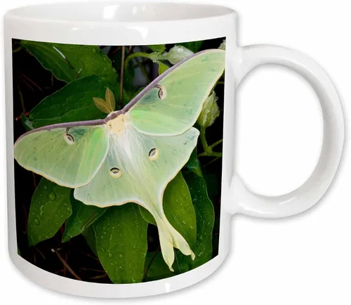 Vista 12 de Danita Delimont – Insectos – Luna Moth On Carnaby Clematis, Clematis SP, Marion Co. IL – Tazas, Negro/Blanco