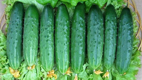 Vista 2 de Pepino April F1 Vid Gigante Vegetal autopolinizado sin OMG