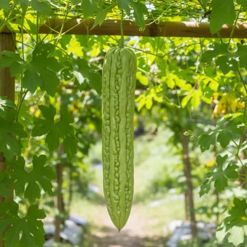 Vista 2 de 40 semillas de melón amargo para plantar: semillas de ampalaya y calabaza amarga, semillas de vegetales para jardín doméstico, contenedor o cultivo