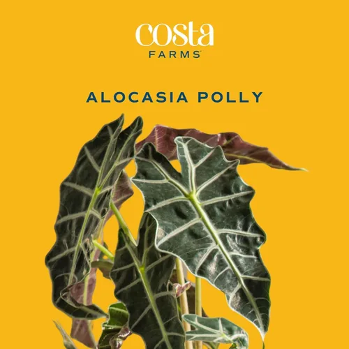 Vista 3 de Costa Farms Alocasia Polly - Planta viva en maceta decorativa, planta de interior perfecta para decoración del hogar, habitación u oficina, gran