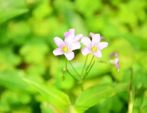 Vista 6 de Bulbos de trébol verde, 15 bulbos Oxalis de la suerte para plantar, fáciles de cultivar en interiores fuera de la elección del jardinero novato