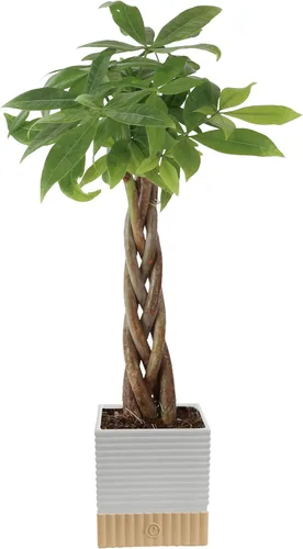 Vista 12 de Costa Farms Árbol del Dinero Planta Viva en Maceta Decorativa, Purificadora de Aire para Interiores, Perfecta para Decoración de Hogar, Habitación u