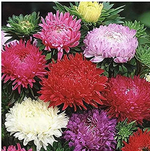 Vista 3 de China Asters Seeds - Asters individuales mixtos