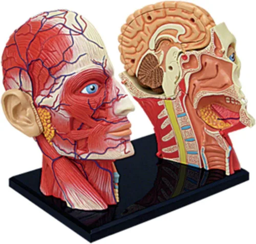 Vista 3 de Modelo de anatomía de la cabeza humana visión 4D