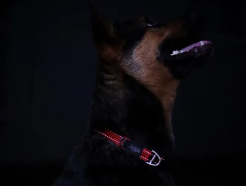 Vista 6 de Collar reflectante para perros medianos, ajustable de 12 a 17 pulgadas, color negro