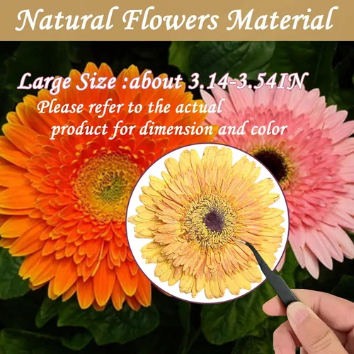 Vista 2 de ALJ Girasoles secos amarillos dorados de gran tamaño para adornos de manualidades, margarita africana prensada real natural para resina, bricolaje