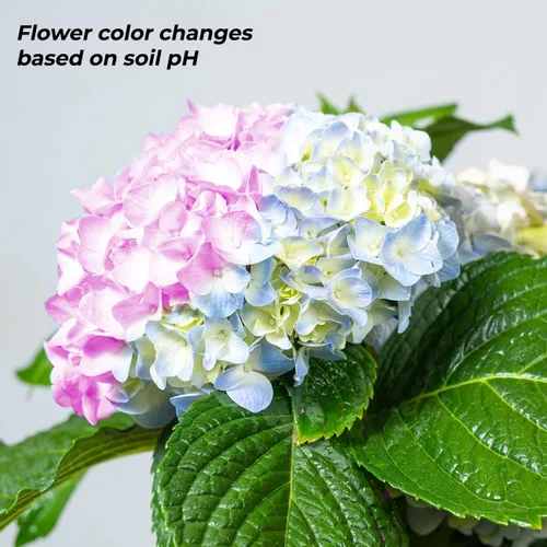 Vista 4 de Perfect Plants Nikko - Arbusto de hortensia azul en maceta de 3 galones Flores azules o rosas que reflorecen Planta a la sombra o al sol