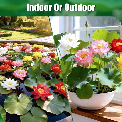 Vista 3 de Semillas de loto mixtas para plantar en agua, más de 160 semillas de plantas de flores de lirio de agua, cultiva impresionantes flores de loto