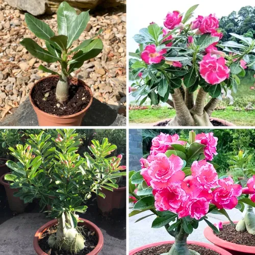 Vista 3 de Planta de Rosa del Desierto Rosa Pálido, Arbustos de Rosa del Desierto Adenium Bien Enraizadas, 10-18 cm de Altura, Plántula Suculenta en Floración