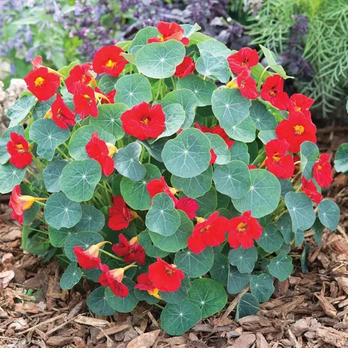 Vista 6 de Eden Brothers Semillas de Nasturtium - Semillas de Alaska Gold sin transgénicos para plantar, 1 onza Semillas de flores de bajo mantenimiento