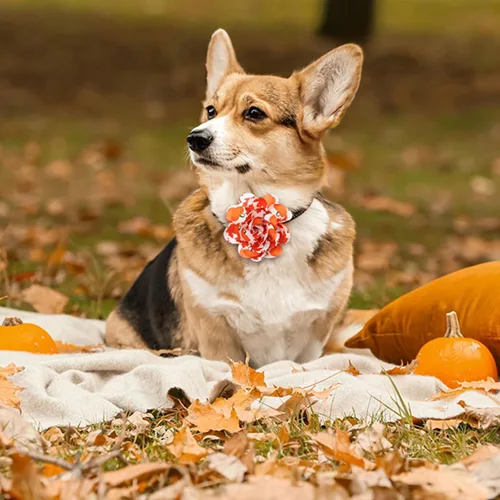 Vista 7 de Silkfly 60 piezas de collar de otoño para perro, flores a granel, collar de flores de Acción de Gracias, corbatines, accesorios para perros