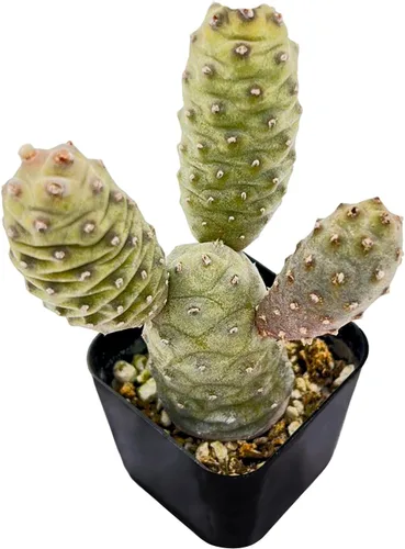 Vista 27 de Sprout N Green Echeveria 'Ball of Fat', planta suculenta viva rara totalmente enraizada en maceta de 2 pulgadas con tierra, oficina en casa