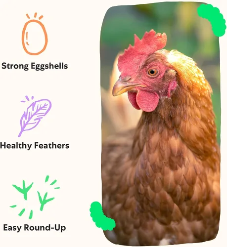 Vista 5 de Grubbly Farms Grubblies - Larvas de mosca soldado negro para pollos - Golosinas de pollo cultivadas en los Estados Unidos y Canadá - para cáscaras
