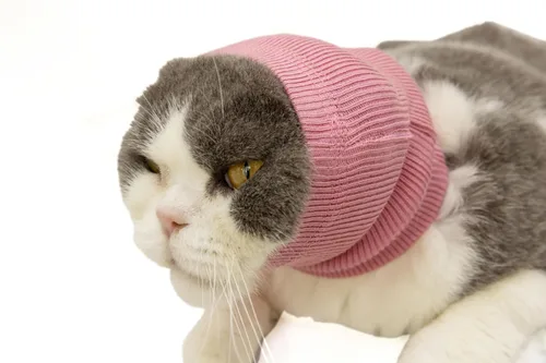 Vista 10 de Snood para gatos (paquete de 6), protección para la cabeza, hematoma, envoltura para las orejas, polaina para el cuello para gatos, azul, S